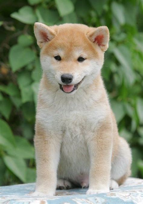 Aug 2, 2021 · Coming in second is the French Bulldog, which is the 4th most popular <strong>dog</strong> in the AKC registry. . Shiba inu puppy for sale arizona